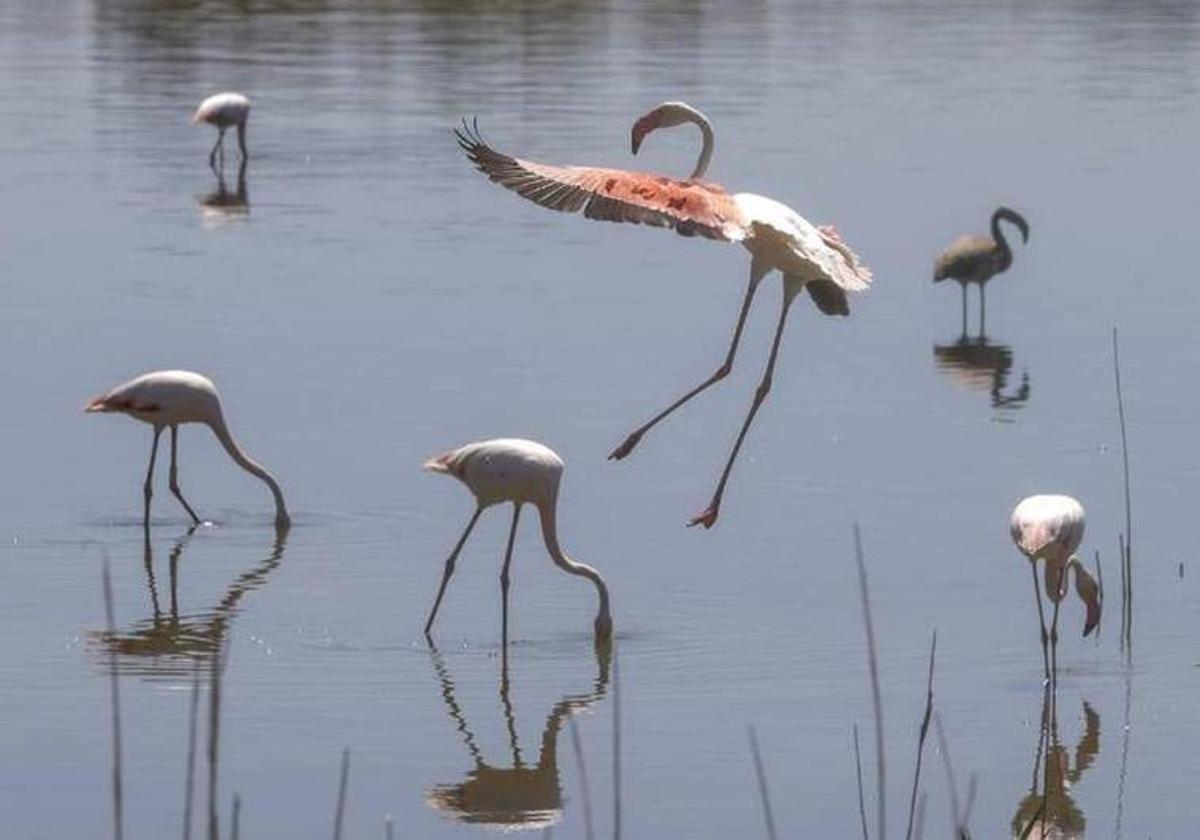 Unos flamencos se alimentan en el parque de la Albufera.