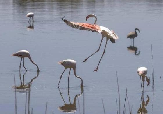 Flamencos En La Albufera | El Delicado Atractivo Turístico De Los ...