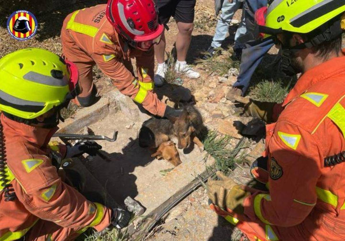 Los efectivos rescatan a dos perros atrapados en una acequia.