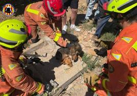 Los dos perritos rescatados por bomberos del parque de Xàtiva.