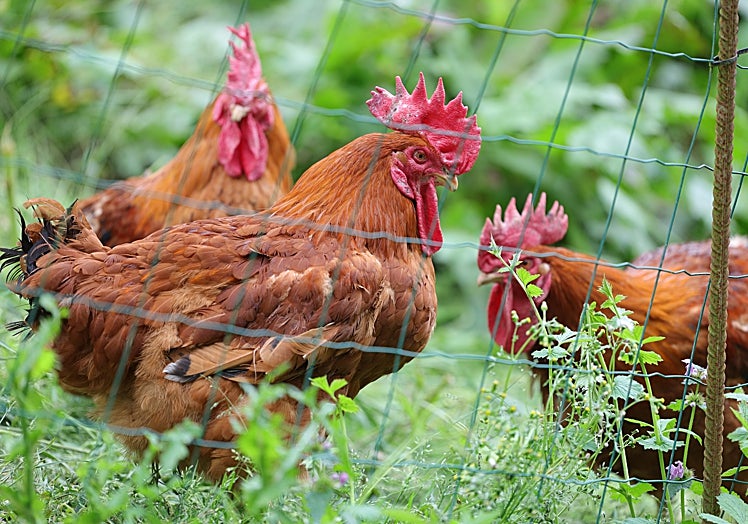 El Pitu de Caleya, pollos asturianos de hasta 5 kilos, que que se crían en los pueblos sin pienso.