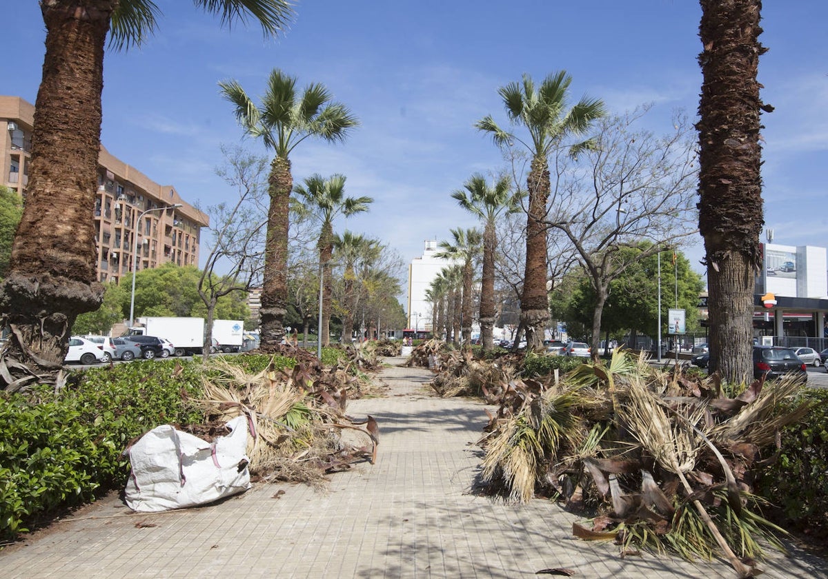 Trabajos de poda de las palmeras en la avenida Tres Forques de Valencia.