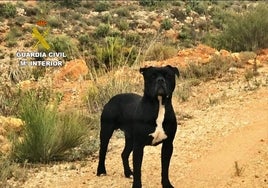 El animal que causó la muerte a la mujer.