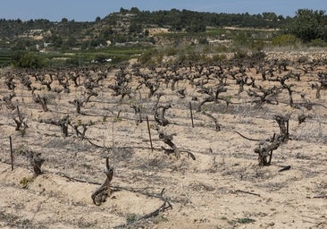 Los agricultores valencianos alertan de que la sequía ya obliga a utilizar las reservas del verano