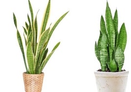 Sansevieria, una de las plantas de interior más populares en los hogares.