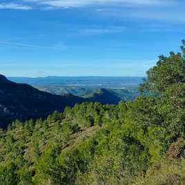 Masa forestal en la Ribera Alta.