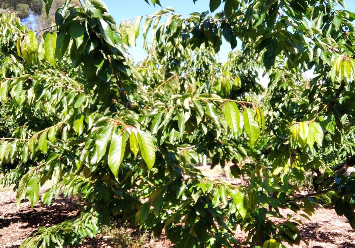 Cerezos sin fruta en los valles del interior de la Marina Alta.