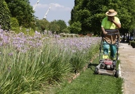 Un obrero se seca el sudor mientras trabaja en el mantenimiento de los jardines de la ciudad.