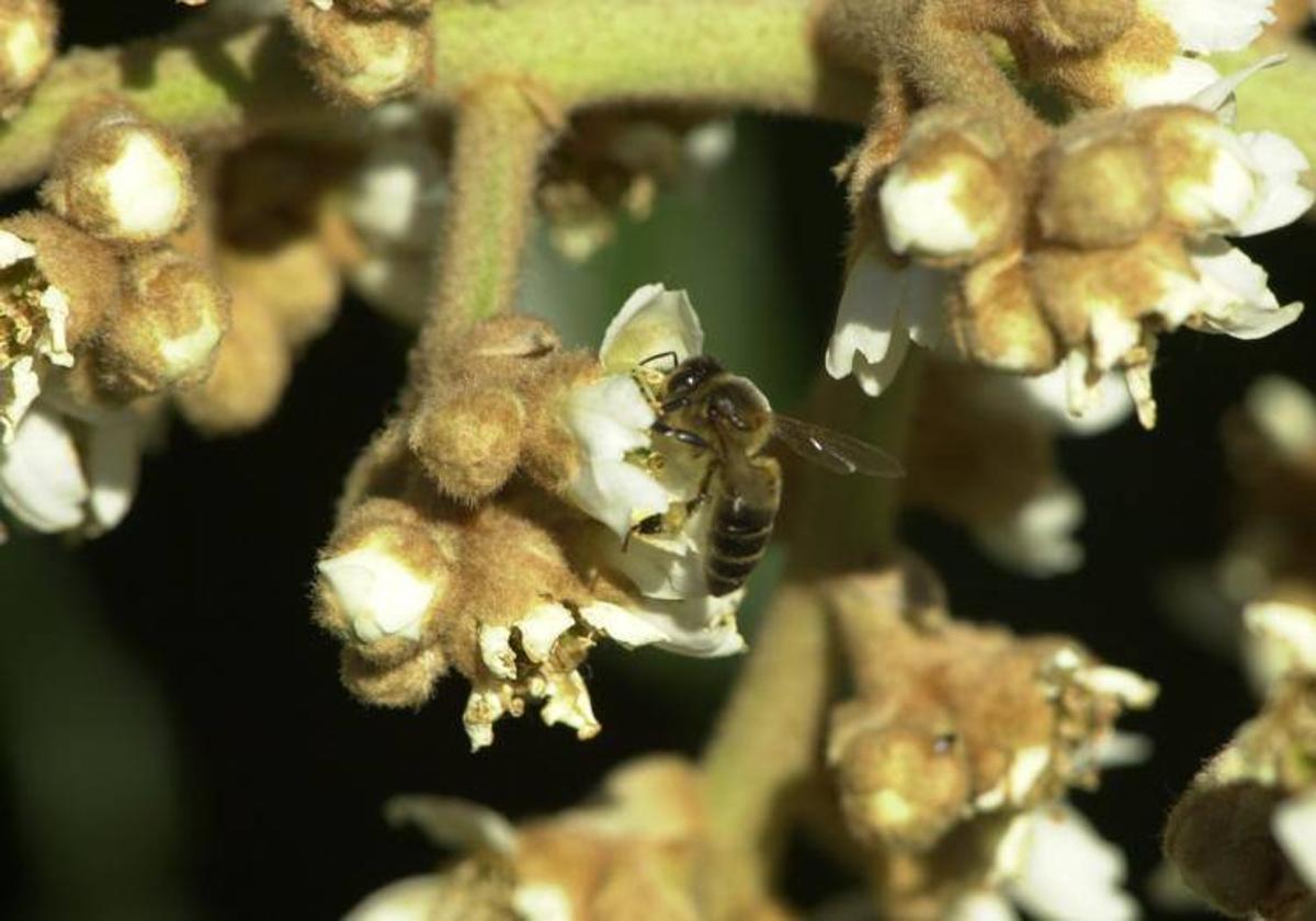 Abejas libando polen