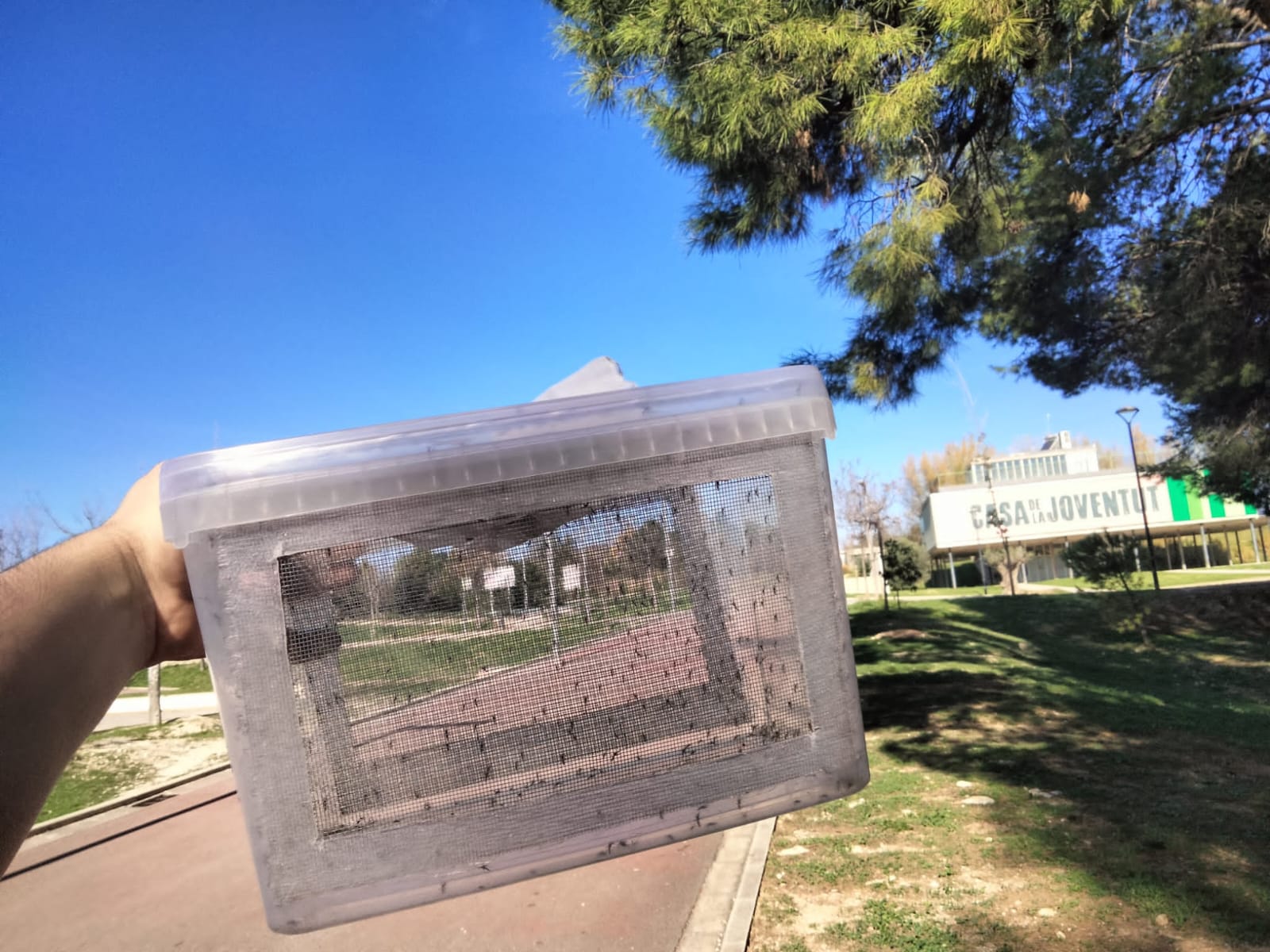 Mosquitos esterilizados listos para su liberación.