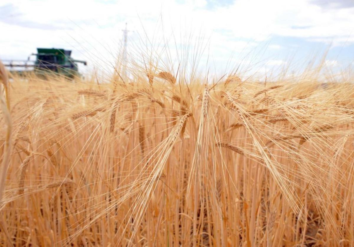 Máquina. Cosechadora en plena tarea de recolección en una plantación de trigo favorecida por la lluvia, este año escasa.