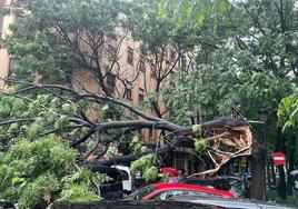 La lluvia ha derribado un árbol en la calle Erudito Orellana de Valencia.