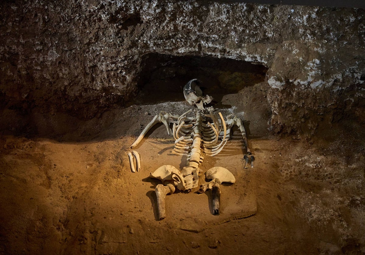 Restos en el centro arqueológico de la Almoina de un soldado romano descuartizado.