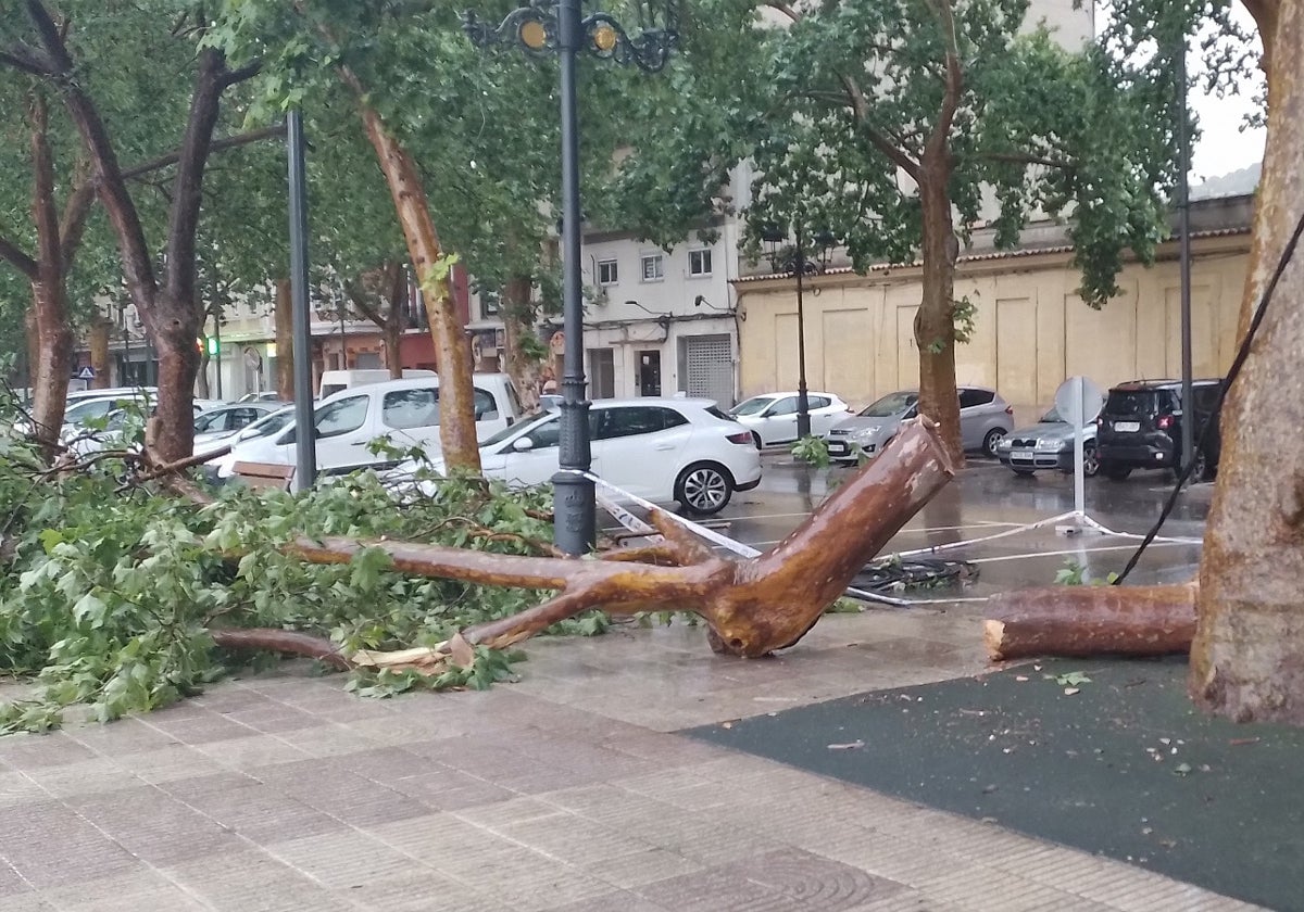 Rama de uno de los árboles centenarios de Alameda que ha caído en la Avenida Selgas.