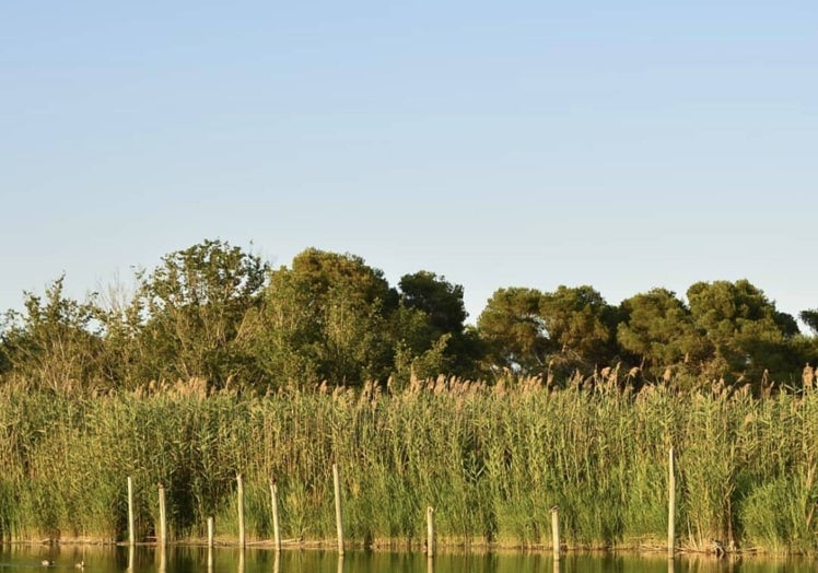 Imágenes del lago valenciano en verano de 2022.