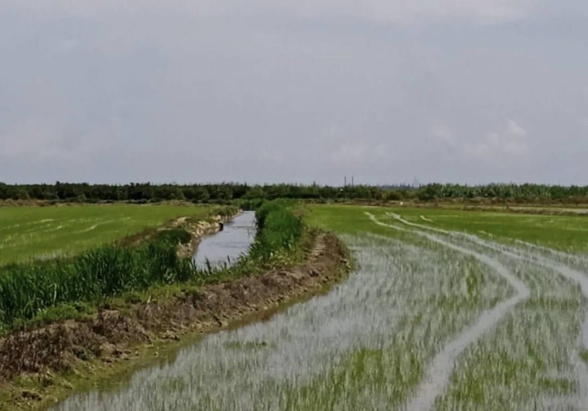 Arrozales en la marjal de l'Albufera.