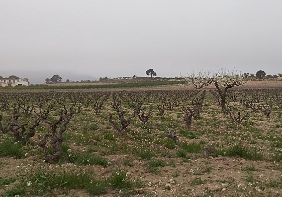 Viñedos en la comarca de la Costera.