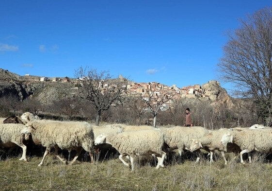Un rebaño de ovejas en Castielfalib, uno de los municipios con más coches censados.