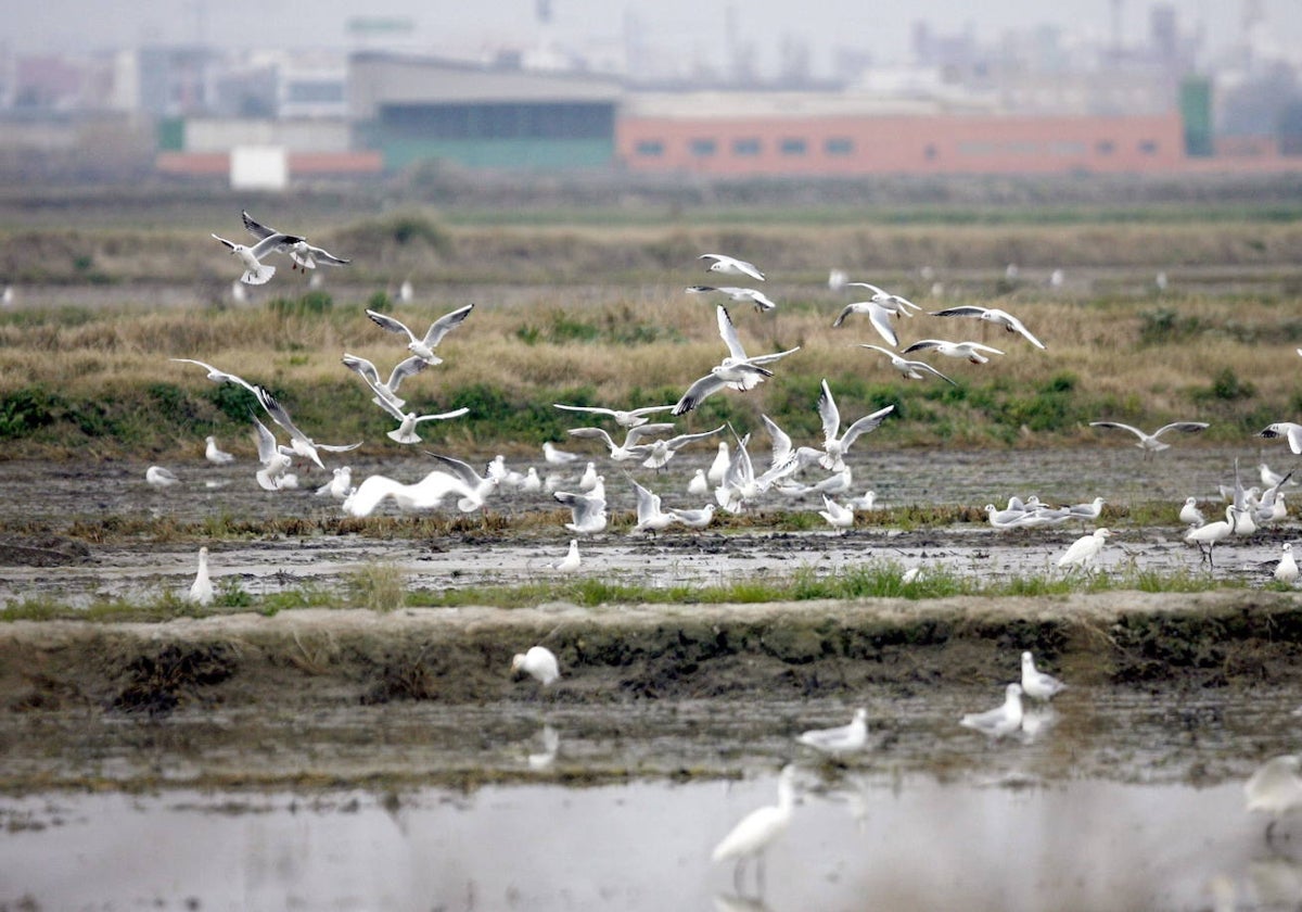 Aves revoloteando en la Albufera.