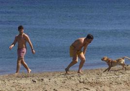 Perro jugando en la playa