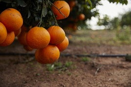 En Valencia la iniciativa se superalimentos se está probando en cítricos.