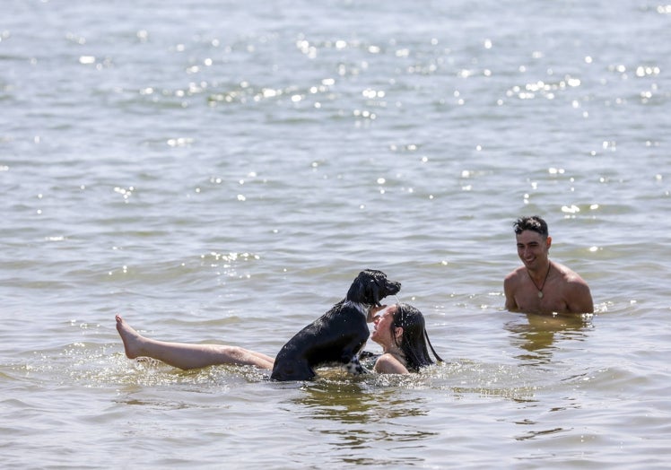 Imagen principal - Asistentes este jueves a la playa destinada a perros en Pinedo.