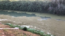 Estado del agua del Júcar cerca de la desembocadura.