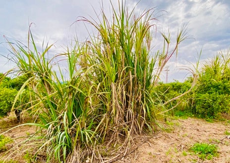 Imagen secundaria 1 - Recreación de la antigua fábrica de azúcar; abajo, plantación en la huerta de Gandia y una antigua prensa azucarera.