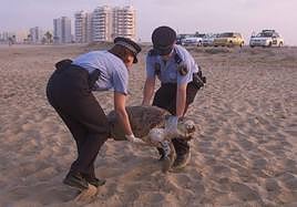 Tortuga marina en una imagen de archivo.