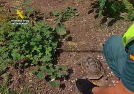 La tortuga incautada por la Guardia Civil.