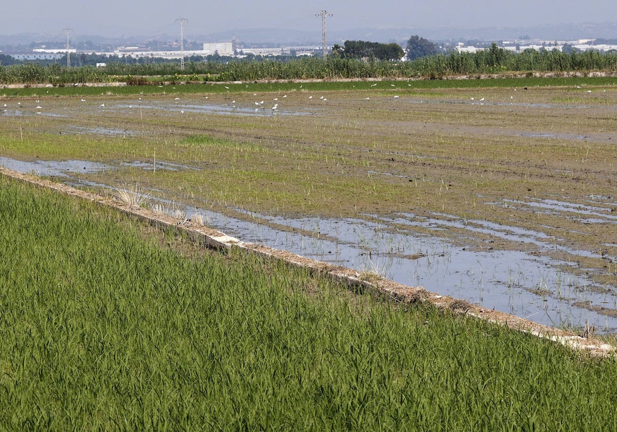 Un campo de arroz en la Albufera.