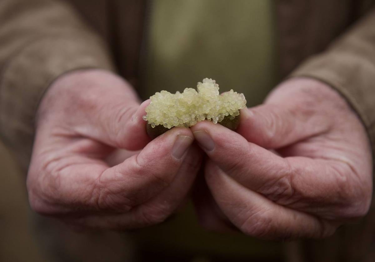 Pese a que se trata de una fruta exótica, ya se cultiva en España