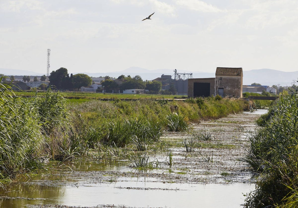 Una acequia en la Albufera.