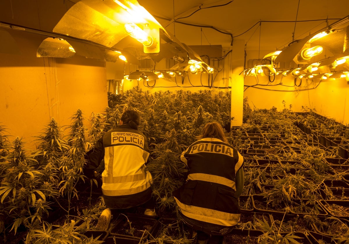 Dos policías inspeccionan un invernadero de marihuana.