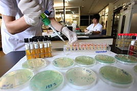 Técnicos de Sanidad toman muestras en un laboratorio con cultivos de salmonella
