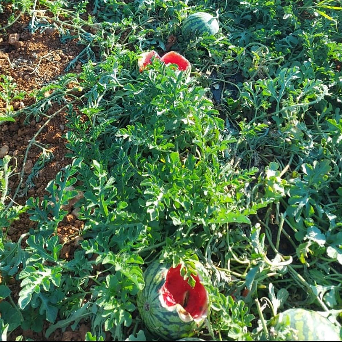 Los jabalíes se comen campos enteros de sandías y melones