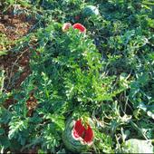 Los jabalíes se comen campos enteros de sandías y melones