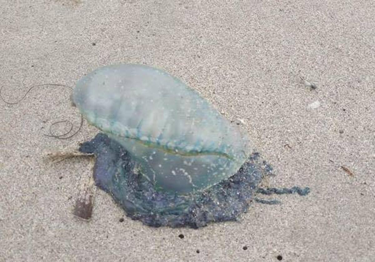 Una carabela portuguesa encontrada en una playa.