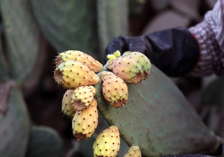 El superalimento que regula el azúcar, el colesterol y la acidez de estómago