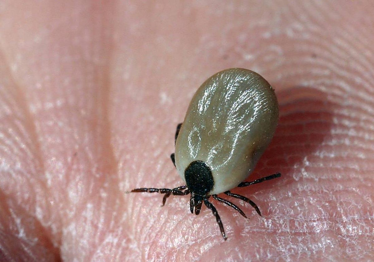 Alerta por la fiebre hemorrágica de Crimea-Congo: 12 casos detectados en España