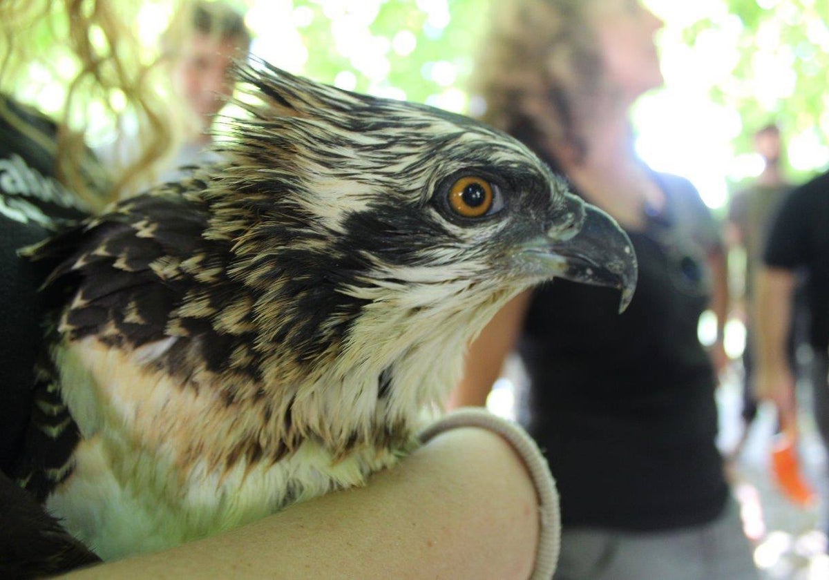 Uno de los pollos de águila pescadora que ha llegado al Marjal de Pego-Oliva.