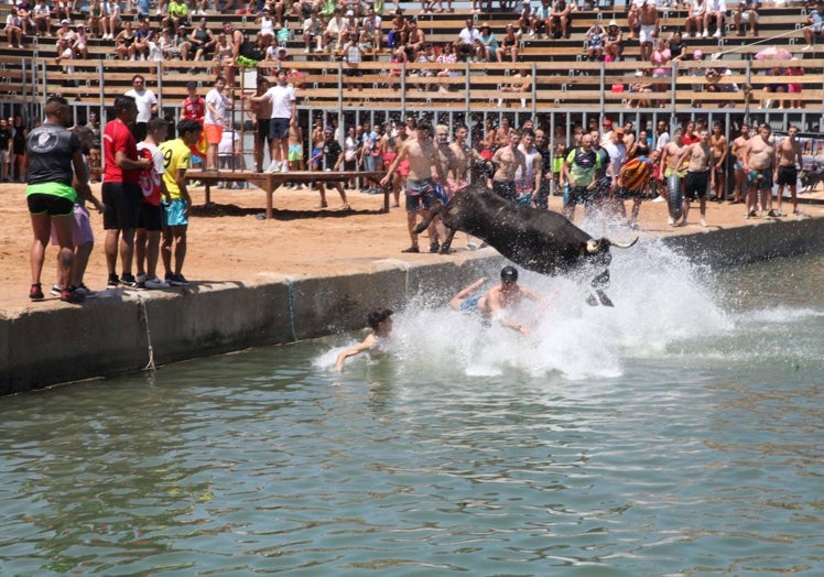 Uno de los toros lanzándose al agua en la sesión de este viernes.