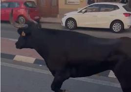 El toro capón corre por las calles de la población.