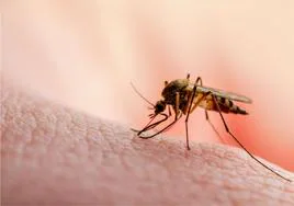 Un mosquito, sobre la piel humana.