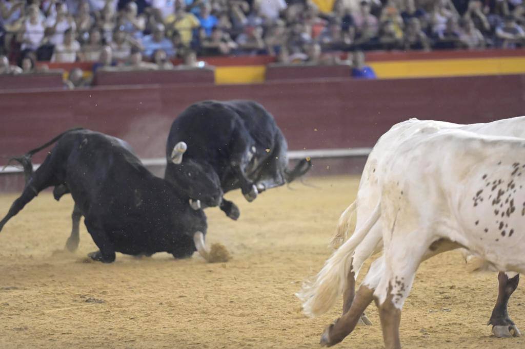 Los miuras protagonistas en la noche de la desencajonada en Valencia