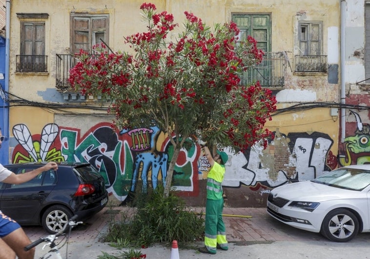 Un operario podando las ramas de un árbol.