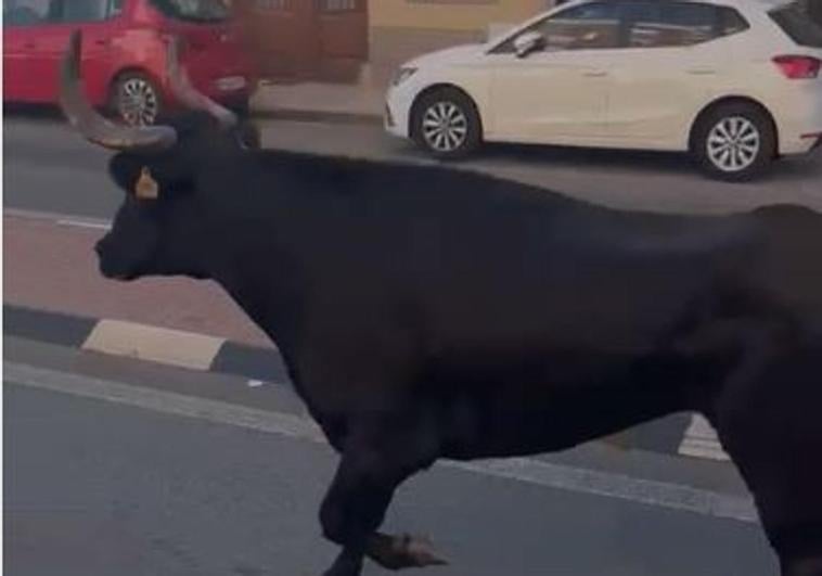 El toro capón corre por las calles de Almàssera.