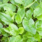 El superalimento para ensaladas repleto de hierro y con más vitamina C que la naranja