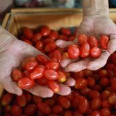 Alerta alimentaria por un brote de salmonela vinculado a unos tomates cherry: una persona ha fallecido