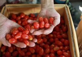 Tomates cherrys en imagen de archivo.